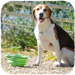 Beco Travel Bowl - Green