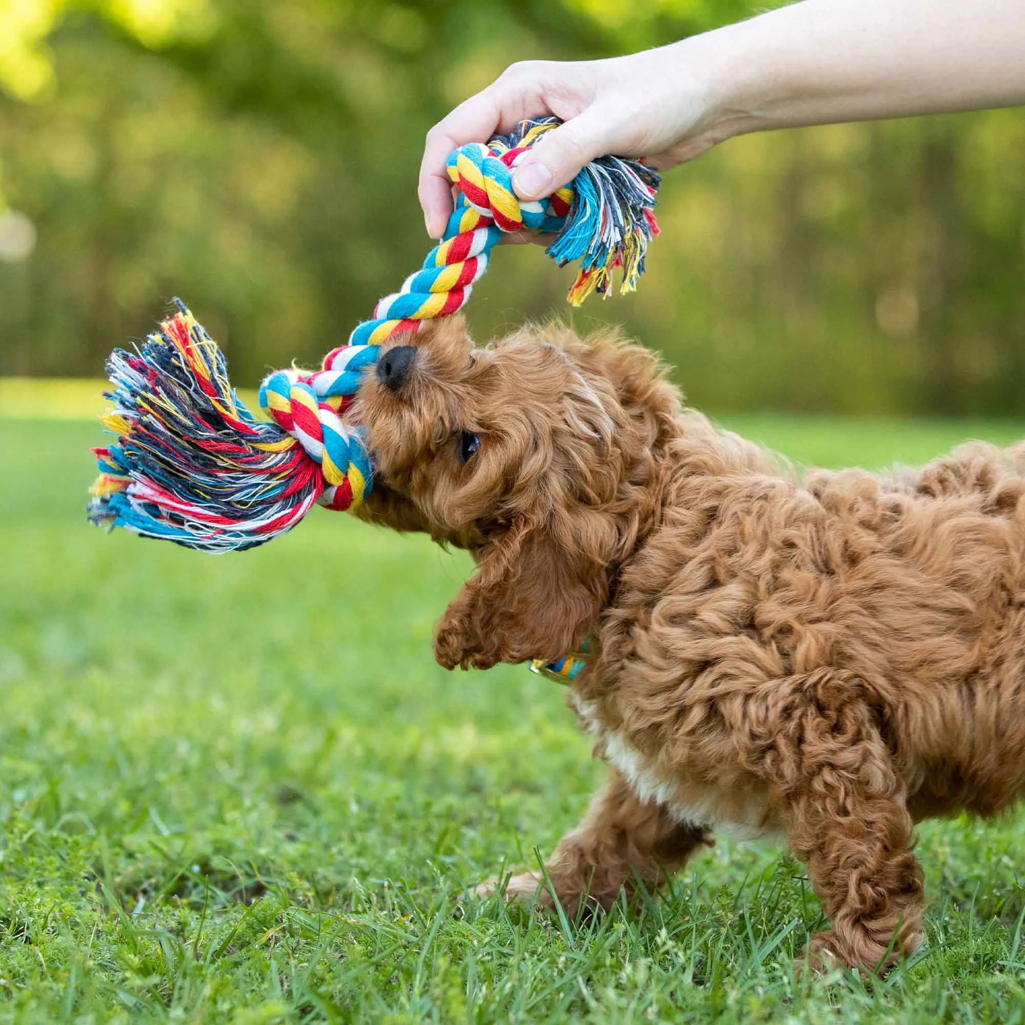 Jeffers Multicolored Braided Rope Bone Tug Toy for Dogs