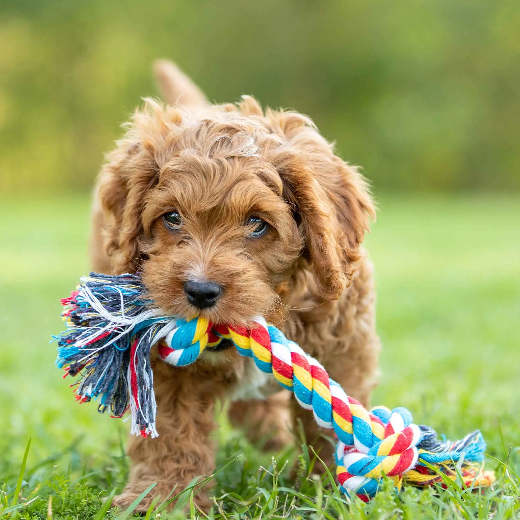 Jeffers Multicolored Braided Rope Bone Tug Toy for Dogs