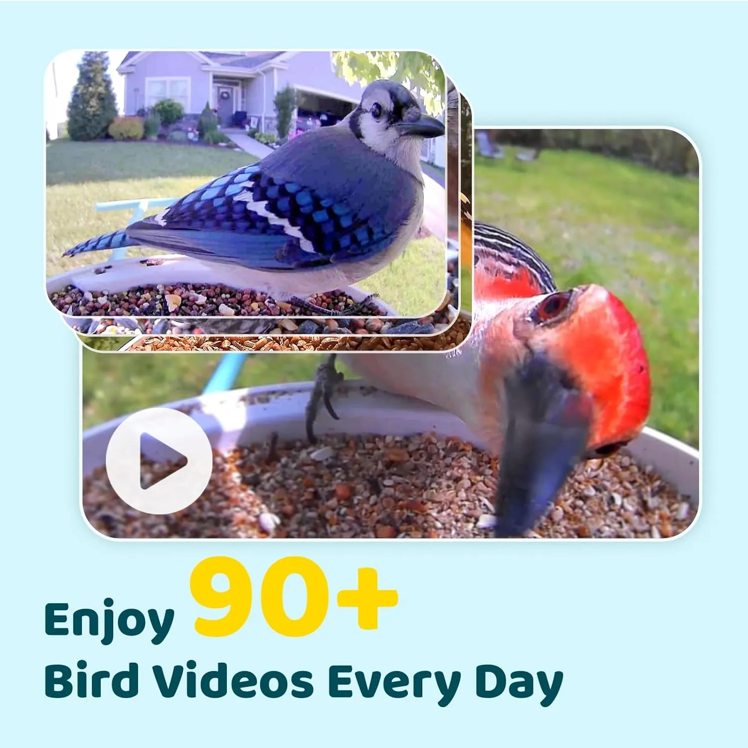 NETVUE by AI Smart Feeder with Camera Solar Powered, AI Auto Capture Each Come & Identify 6000  Species, Cloud Store Videos & On Live, Ideal Gift (Blue)