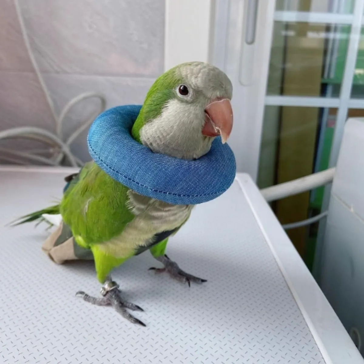 Parrot Neck Collar Pet Anti-bite Picking Feather Healing Protective Neck Cover Collar for Birds Conures Cockatiels Lovebirds Budgies Cockatoos African Grey Random Color (M)
