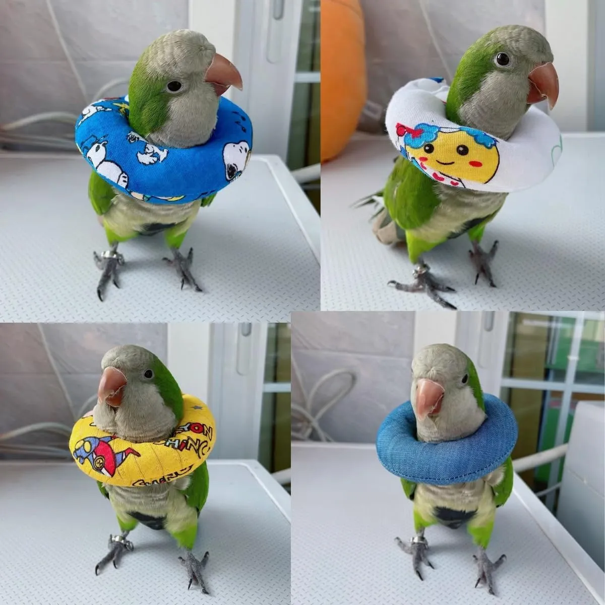 Parrot Neck Collar Pet Anti-bite Picking Feather Healing Protective Neck Cover Collar for Birds Conures Cockatiels Lovebirds Budgies Cockatoos African Grey Random Color (M)