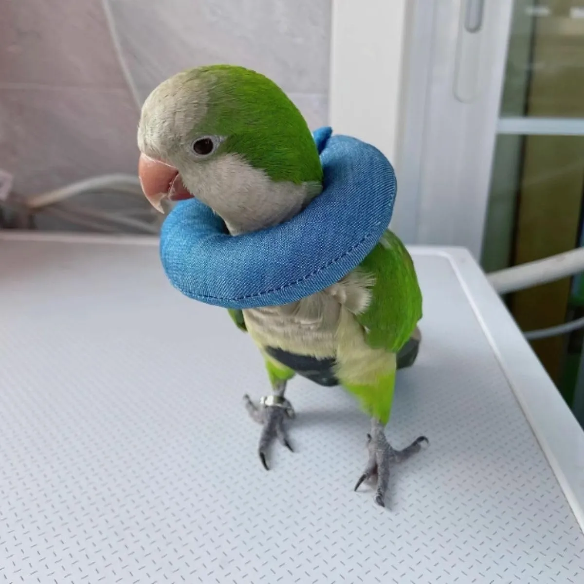 Parrot Neck Collar Pet Anti-bite Picking Feather Healing Protective Neck Cover Collar for Birds Conures Cockatiels Lovebirds Budgies Cockatoos African Grey Random Color (M)