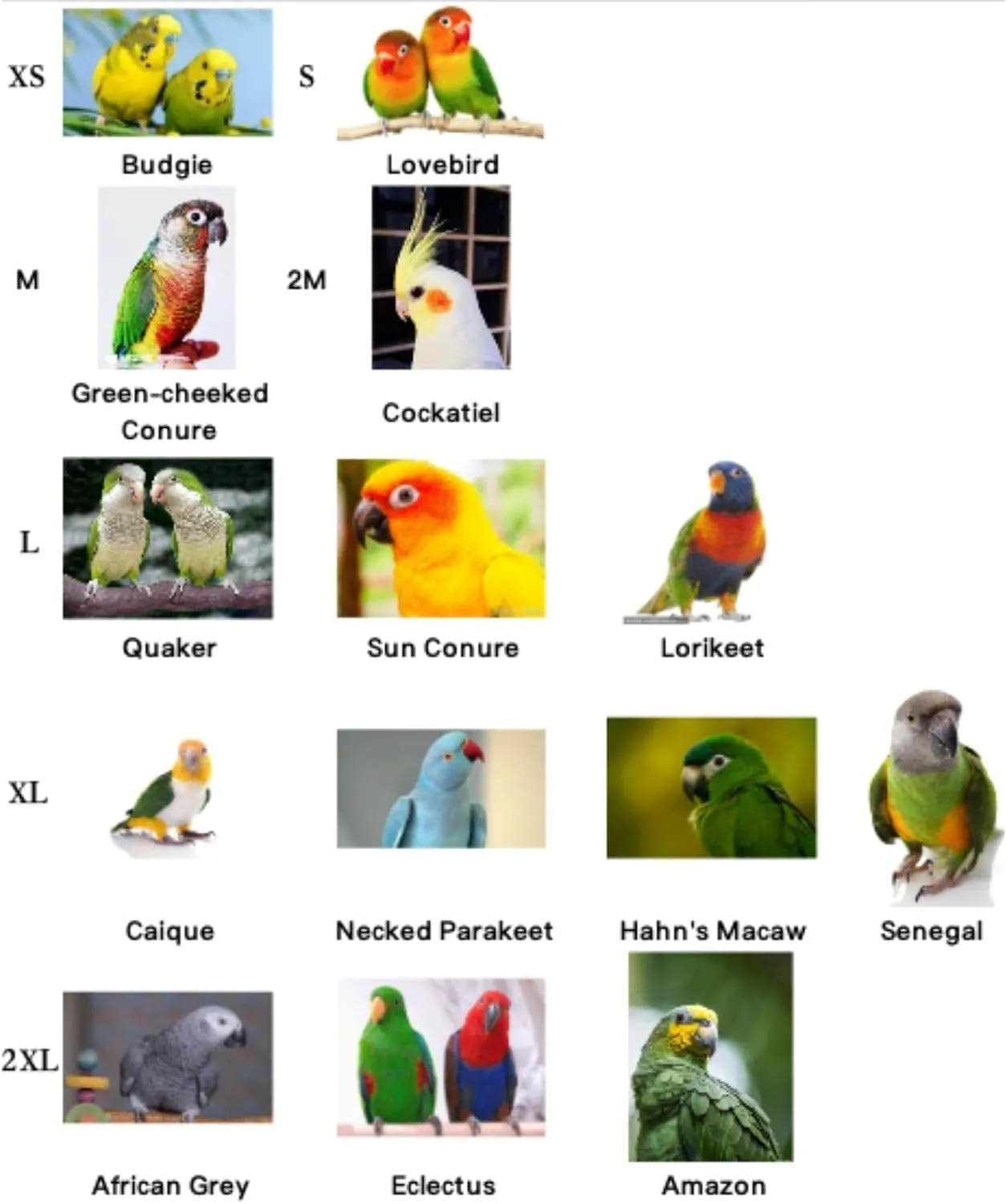 Parrot Neck Collar Pet Anti-bite Picking Feather Healing Protective Neck Cover Collar for Birds Conures Cockatiels Lovebirds Budgies Cockatoos African Grey Random Color (M)