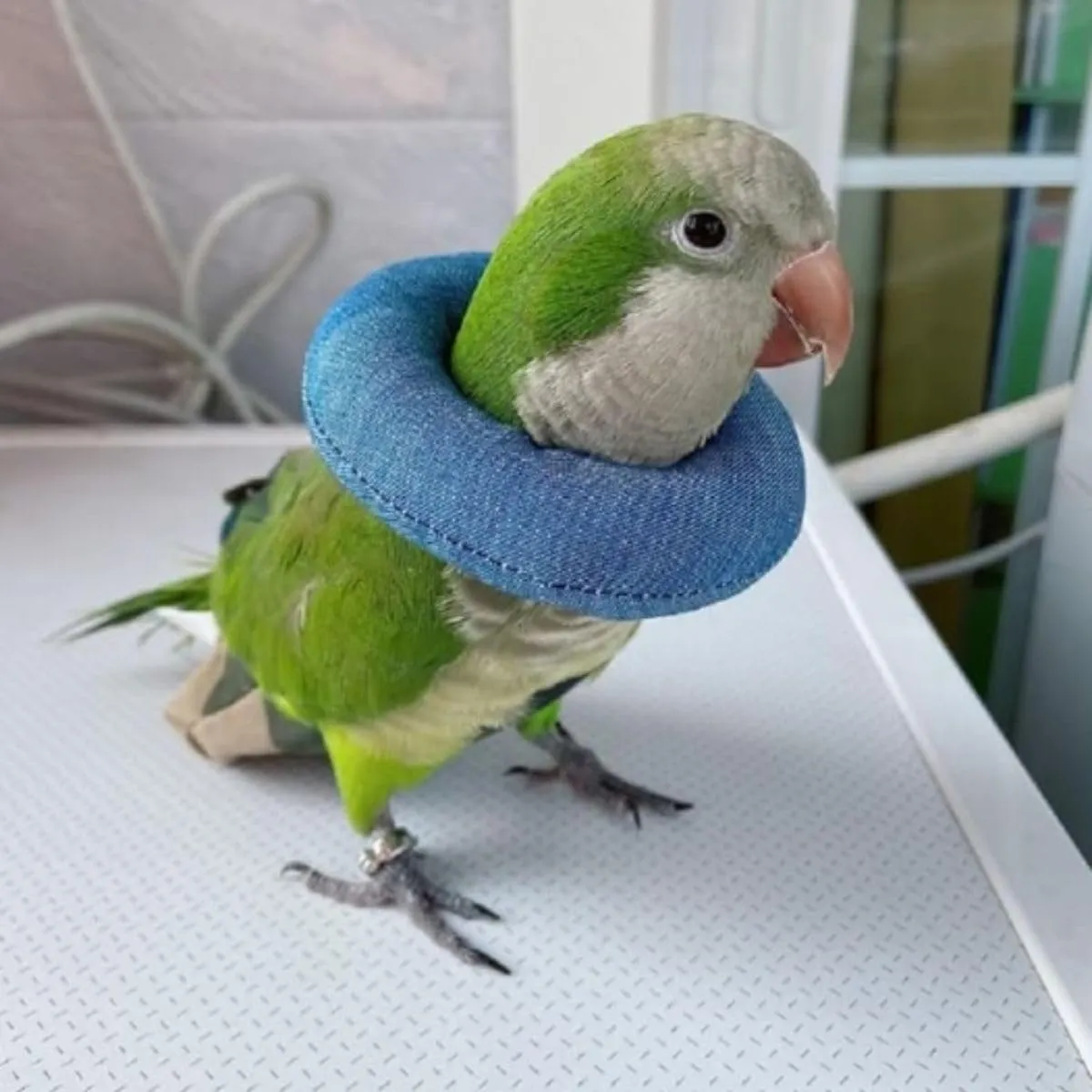 Parrot Neck Collar Pet Anti-bite Picking Feather Healing Protective Neck Cover Collar for Birds Conures Cockatiels Lovebirds Budgies Cockatoos African Grey Random Color (M)