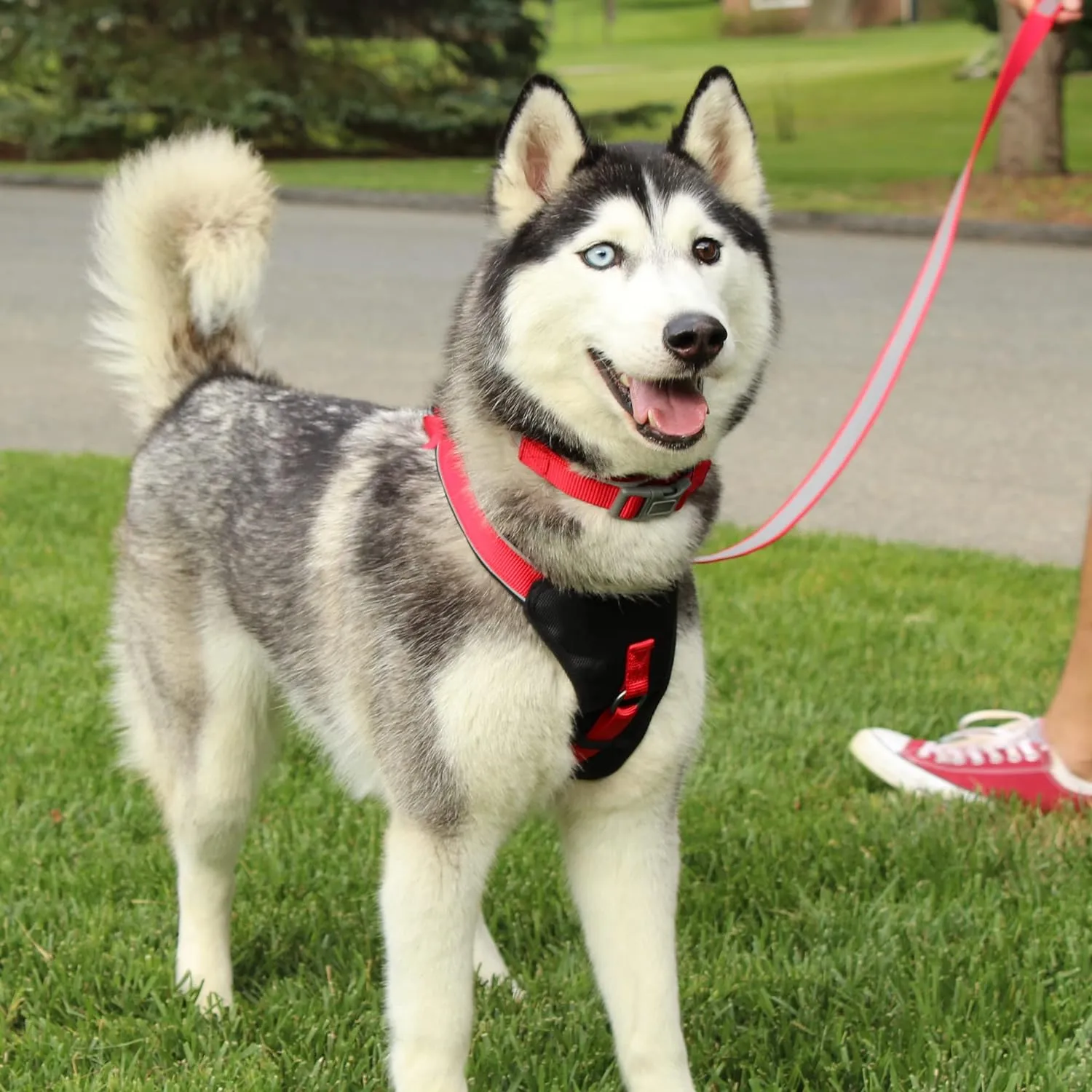 Pawtitas Reflective Dog Harness Padded Dog Harness Provides Comfort Control for a Walk or Running Great Pet Accessories Dog Vest M Medium Bue Dog Harness