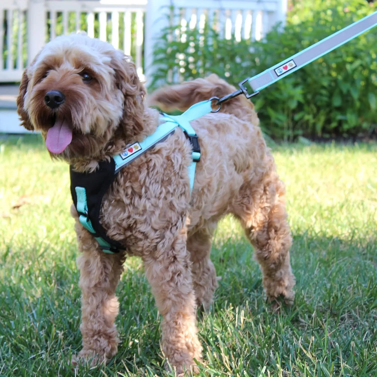 Pawtitas Reflective Dog Harness Padded Dog Harness Provides Comfort Control for a Walk or Running Great Pet Accessories Dog Vest M Medium Bue Dog Harness