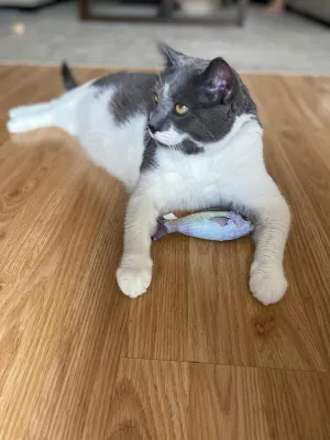 SPOT Fanatic Fish - Plush Cat Toy with Catnip and Crinkle Sound, Realistic Looking Fish Toy for Cats & Kittens to Cuddle, Chase, Hug, Kick, and Swat -6.5in, 1 Piece (Pack of 2)