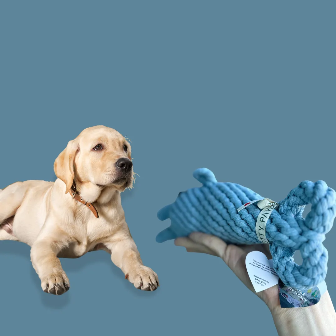The dolphin dog toy