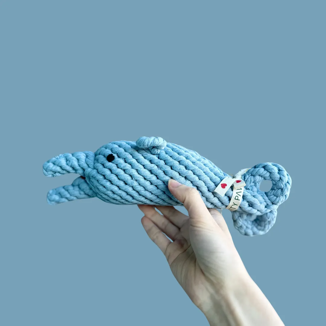The dolphin dog toy