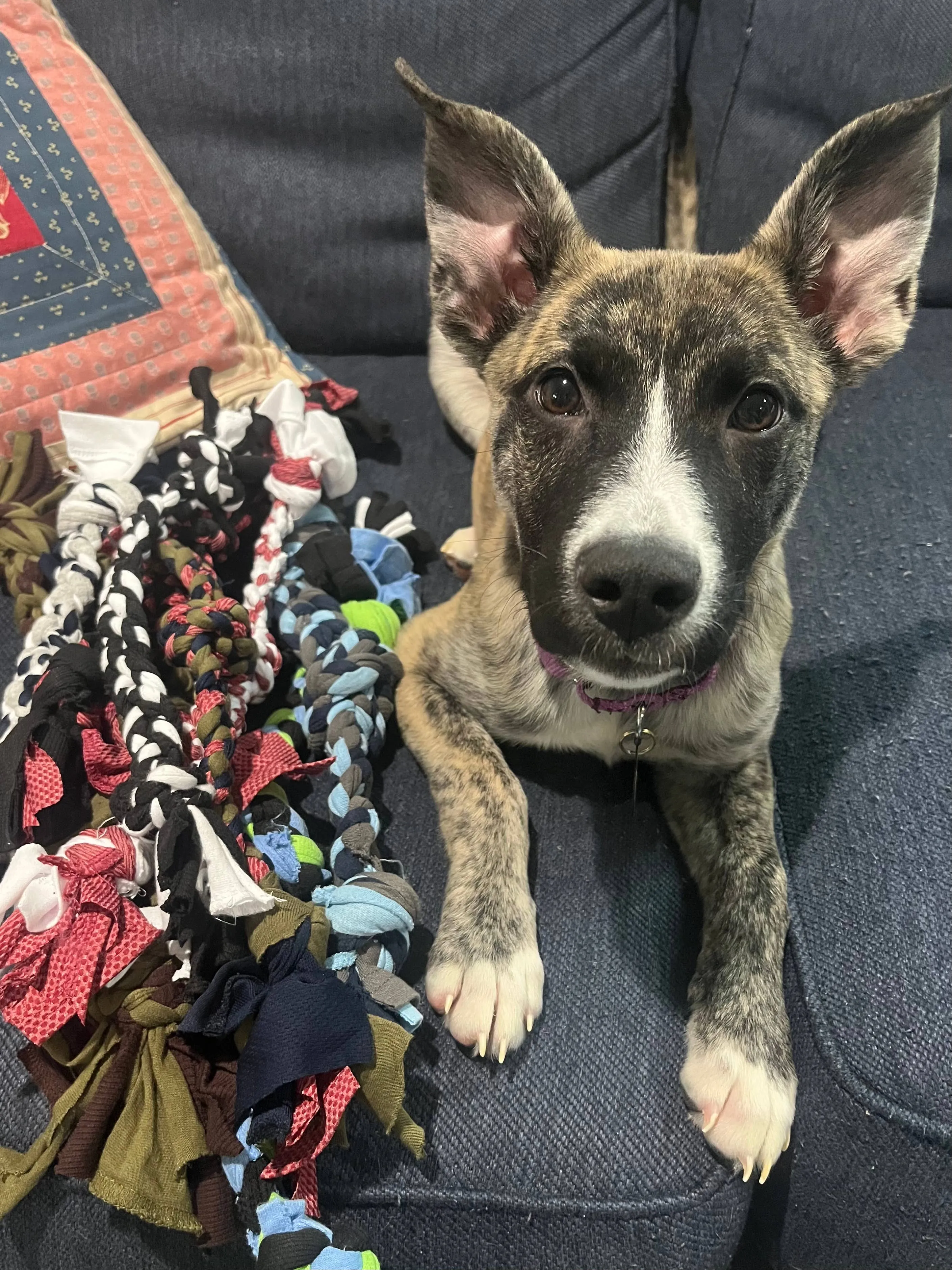Upcycled Dog Toys: Medium