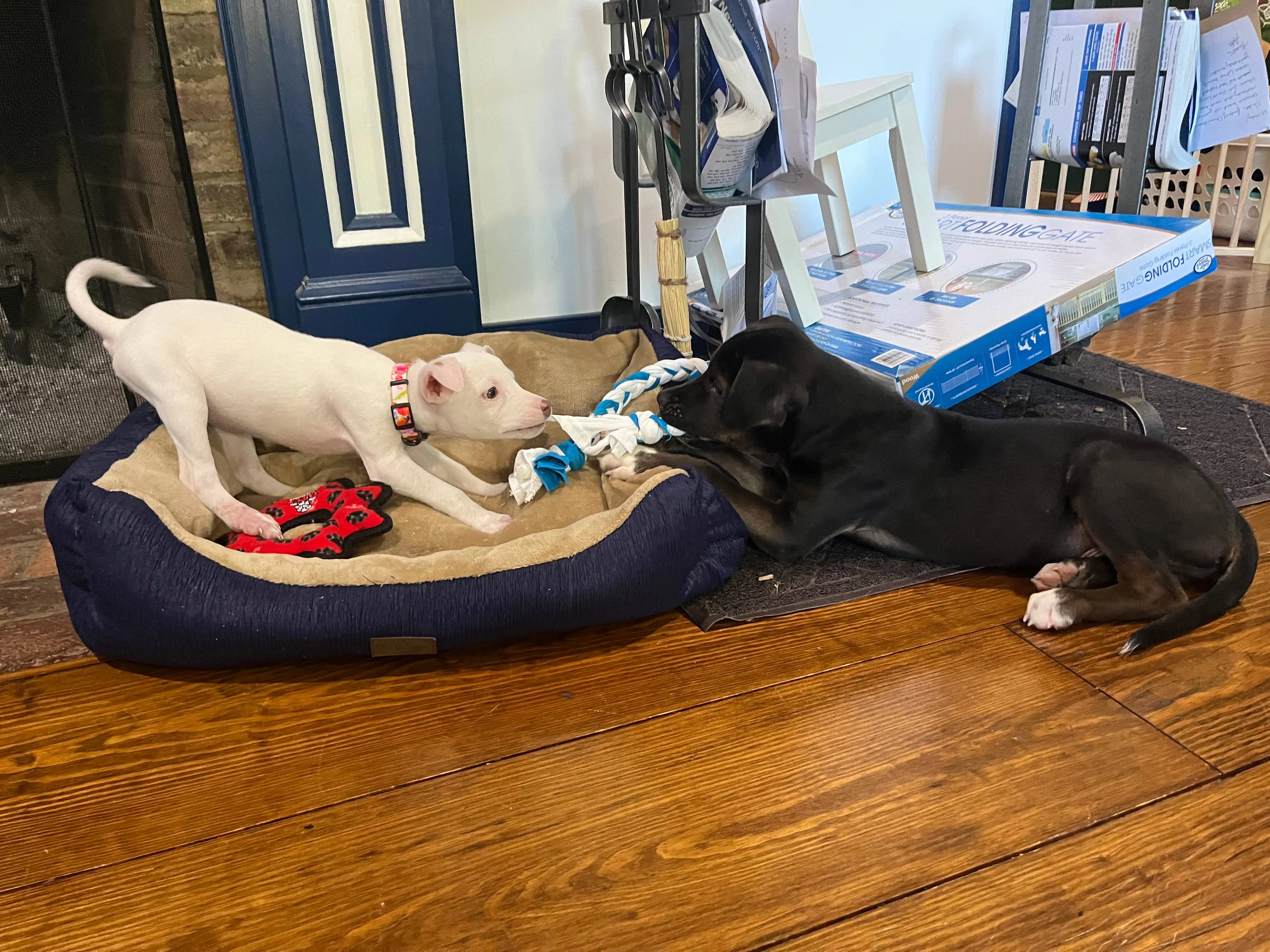 Upcycled Dog Toys: XL